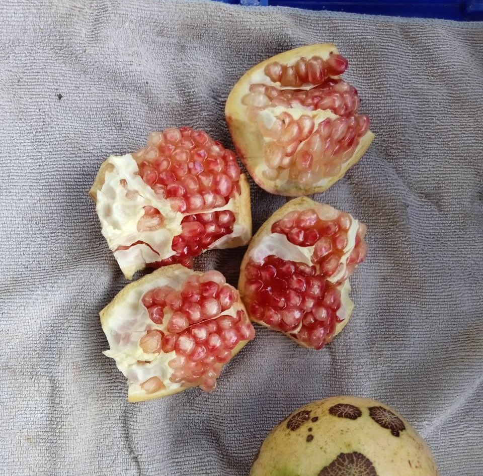 Magrana